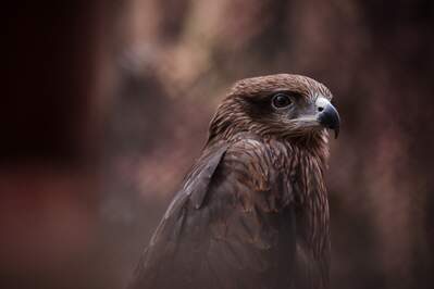 A spectacular eagle