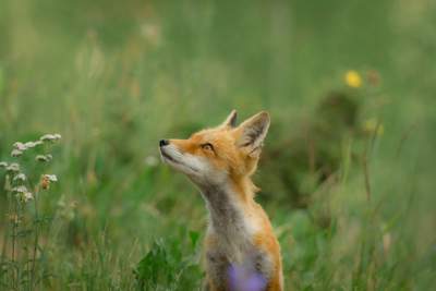 A curious fox