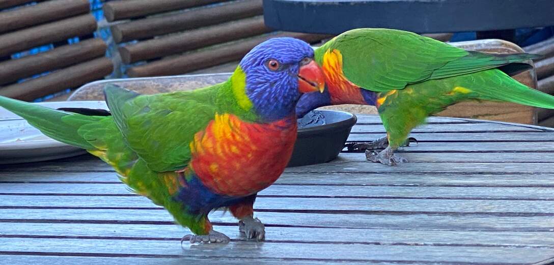 Rosellas